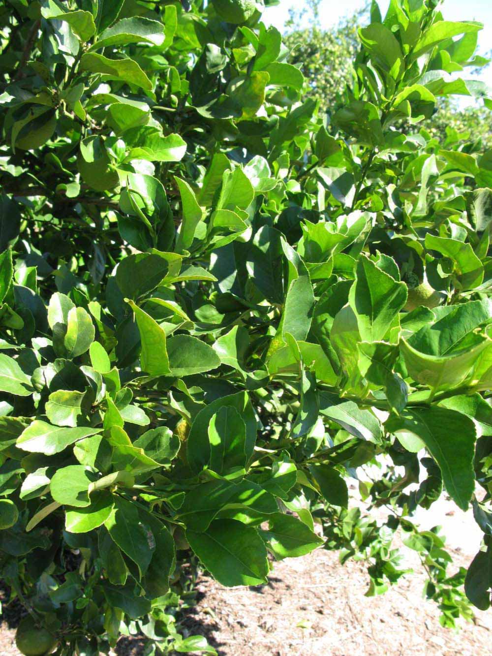              Sun leaves (Winter Haven, FL)       